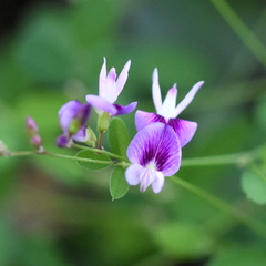 Lespedeza repens