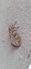 Hypercompe indecisa