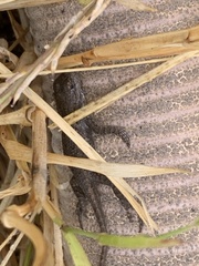 Sceloporus occidentalis bocourtii