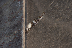 Mompha murtfeldtella