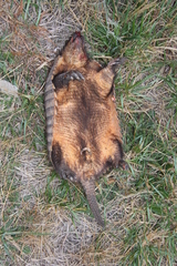 Chaetophractus villosus