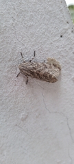 Hypercompe indecisa