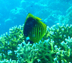 Chaetodon fasciatus