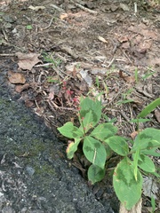 Persicaria filiformis