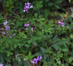 Lespedeza repens