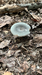 Heterophyllidia