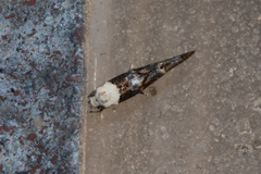 Mompha murtfeldtella