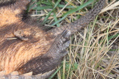 Chaetophractus villosus
