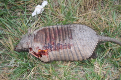 Chaetophractus villosus