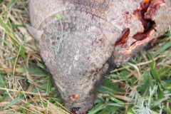 Chaetophractus villosus