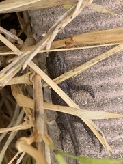 Sceloporus occidentalis bocourtii