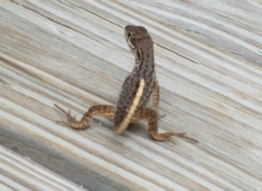 Leiocephalus carinatus