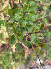 Rhamnus × intermedia