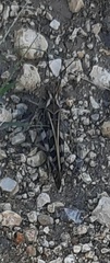 Hippiscus ocelote