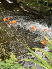 Hesperantha coccinea