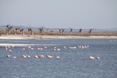 Phoenicopterus chilensis
