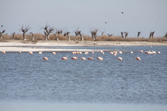 Phoenicopterus chilensis