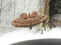 Chloroclystis filata