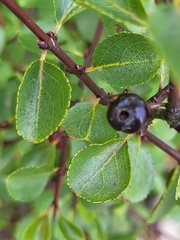 Rhamnus × intermedia