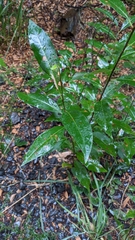 Salix pyrifolia