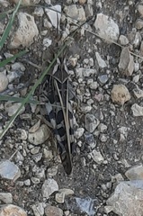 Hippiscus ocelote