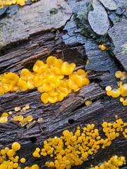 Calycina