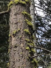 Dryobates albolarvatus