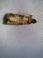 Plodia interpunctella