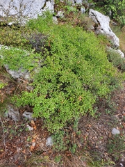 Rhamnus × intermedia