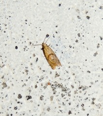 Phalonidia contractana