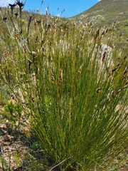 Restionaceae