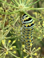Papilio zelicaon