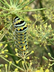 Papilio zelicaon