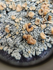 Rhizoplaca subdiscrepans