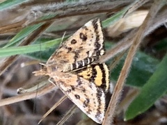 Pyrausta subsequalis