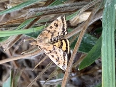Pyrausta subsequalis