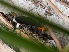 Melanchroia chephise