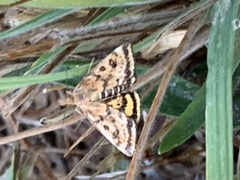 Pyrausta subsequalis