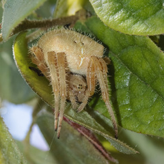 Araneus gemma