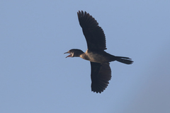 Microcarbo pygmaeus