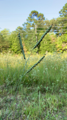 Paspalum floridanum