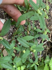 Sida rhombifolia