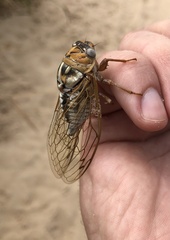 Megatibicen dealbatus