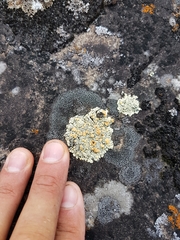 Rhizoplaca subdiscrepans