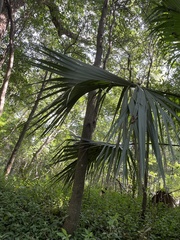 Sabal minor