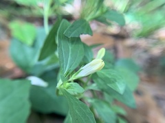 Spigelia texana