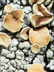 Rhizoplaca subdiscrepans