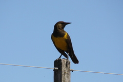 Pseudoleistes virescens