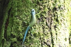 Sceloporus malachiticus