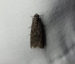 Oreana unicolorella